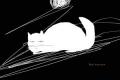 Cats have staff.jpg